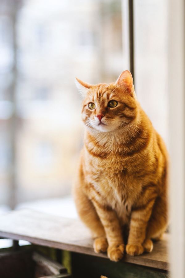 Orange tabby cat sitting by a window