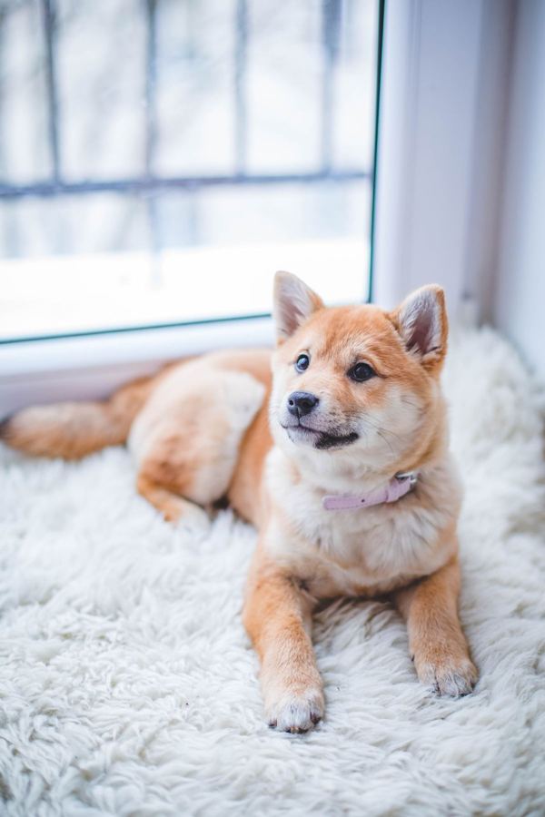 Shiba Inu puppy resting on a white rug