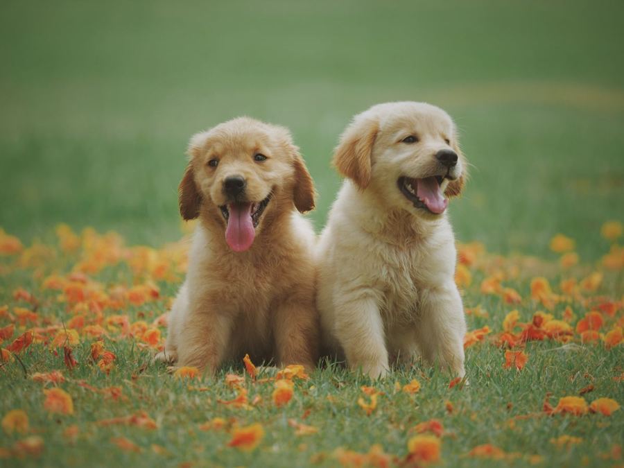 Two golden retriever puppies in a flower field